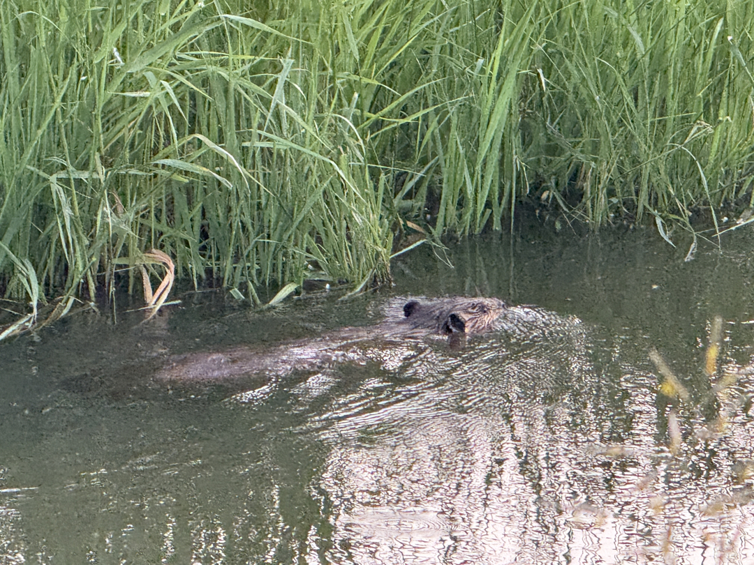 Beaver in the Oligarchy Ditch