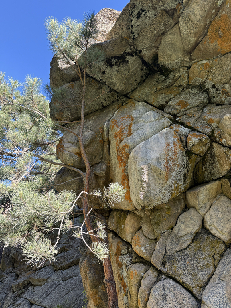 Lichen on the trail