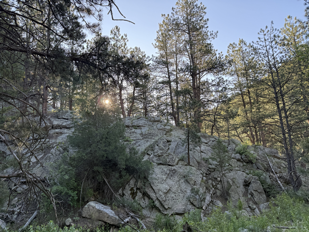 Sun through the trees