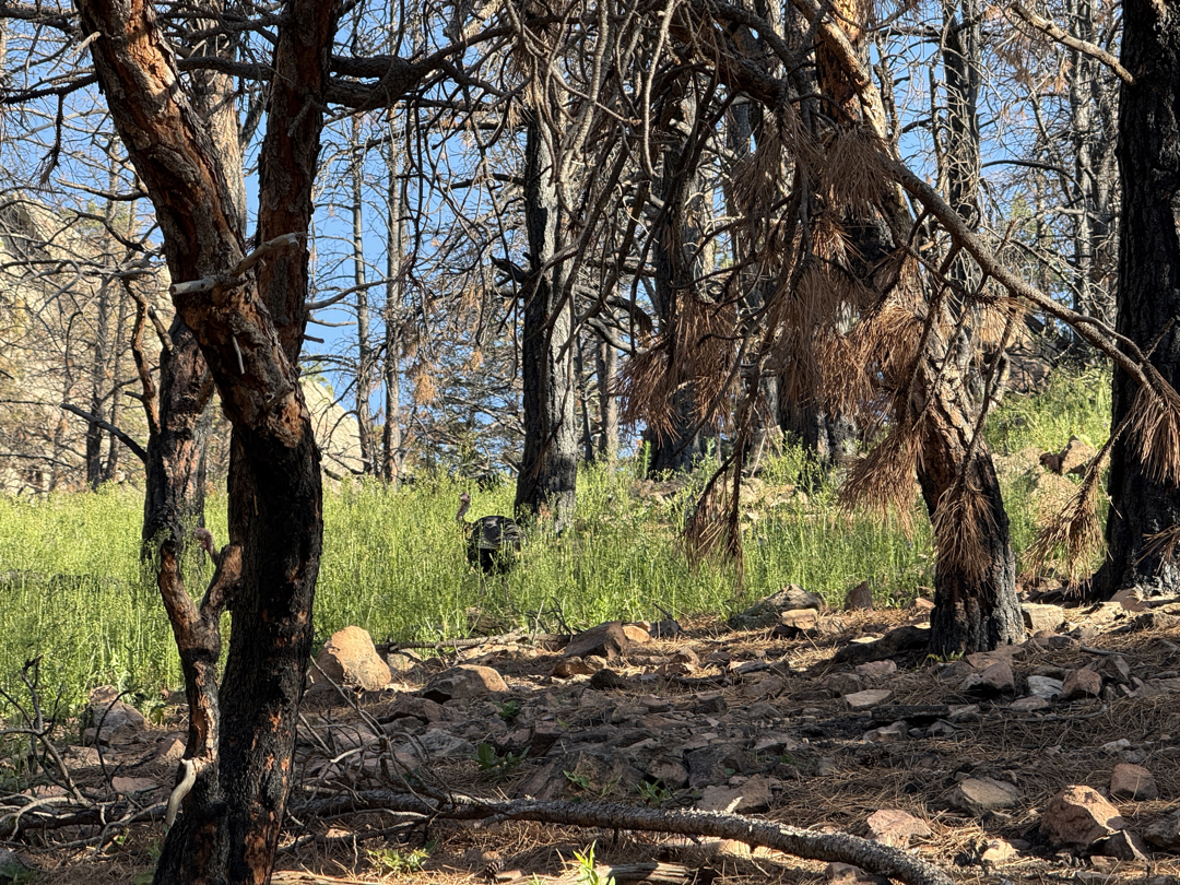 Wild turkeys along the trail