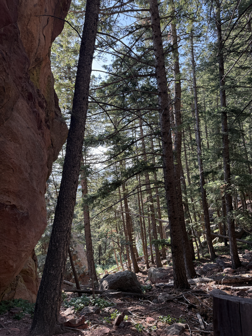 Forest along the trail