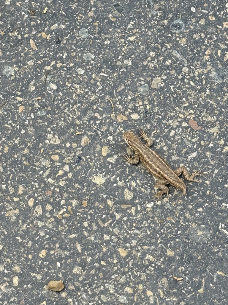 A lizard whose tail is growing back