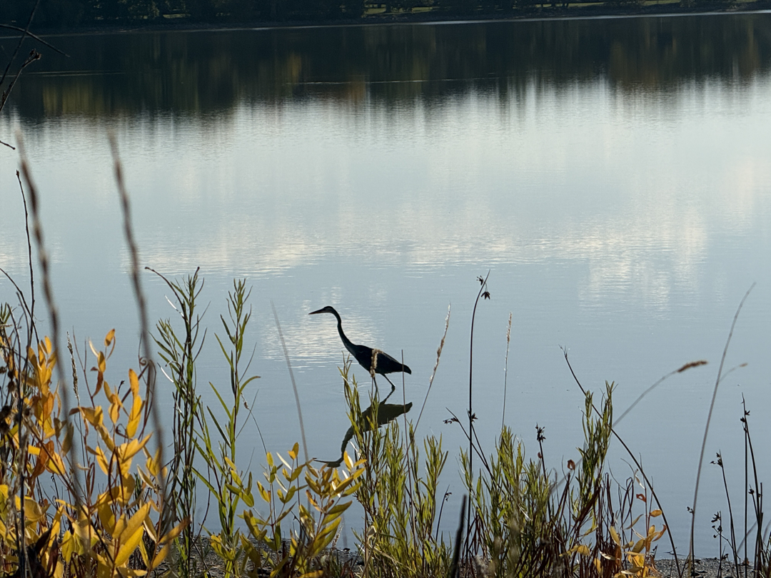 Heron, reflected