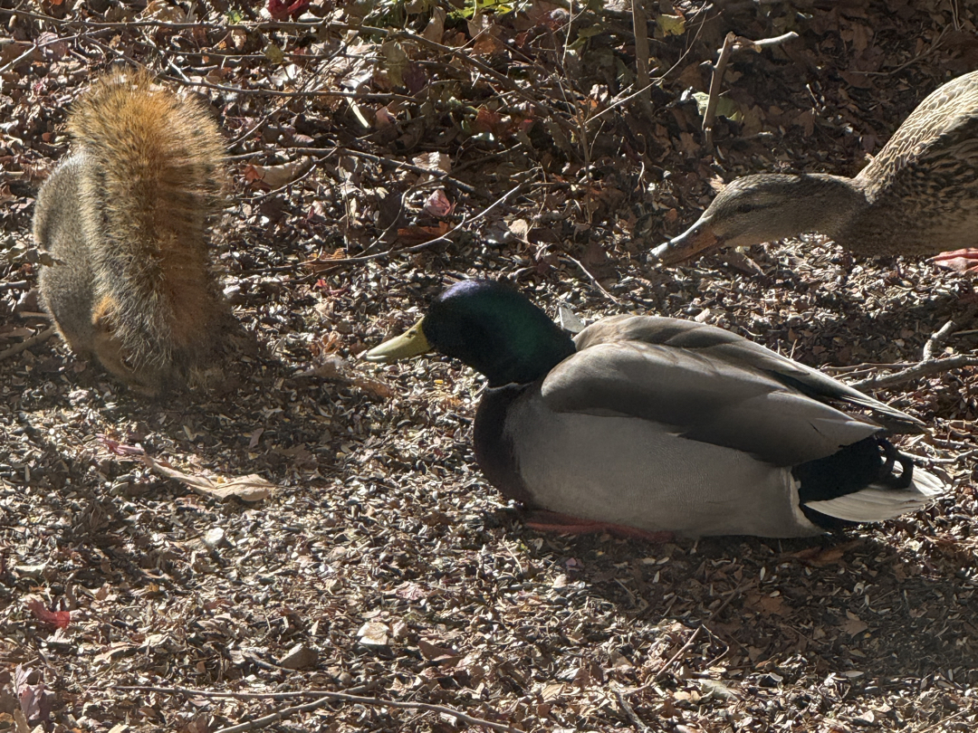 Squirrels and ducks coexisting under the bird feeder