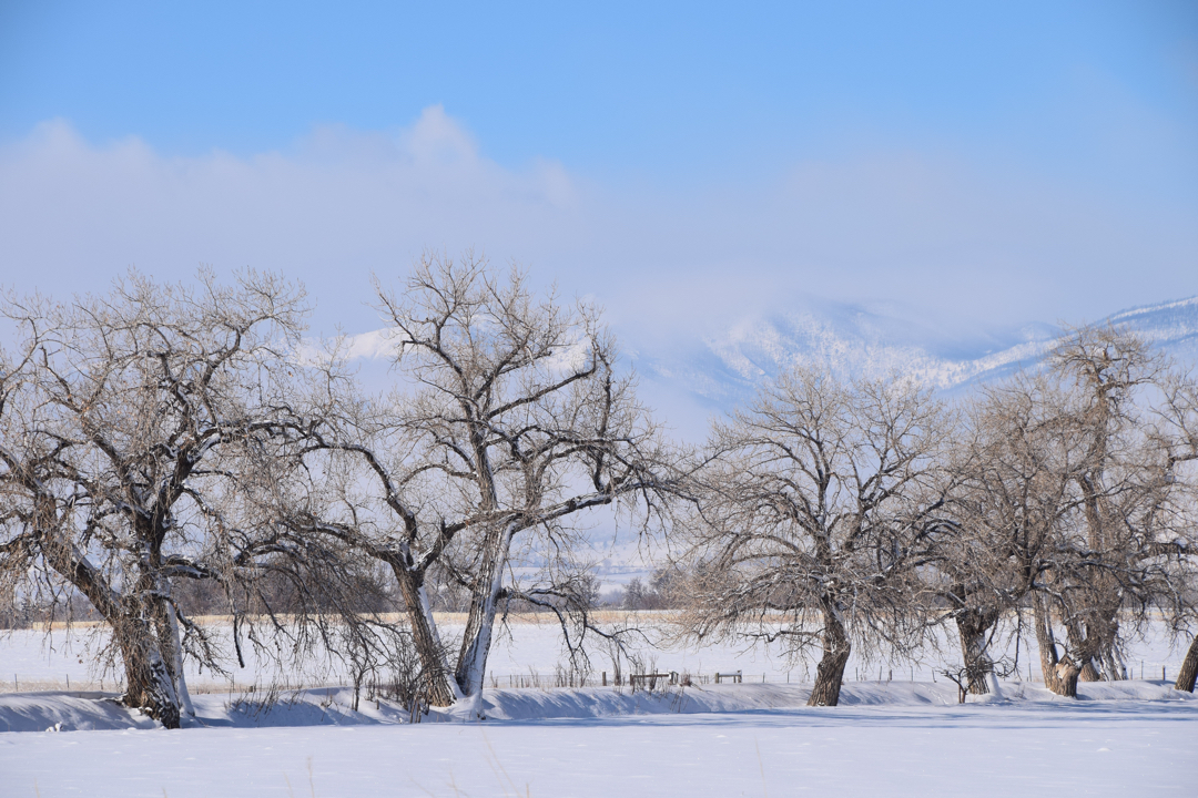 Cottonwoods