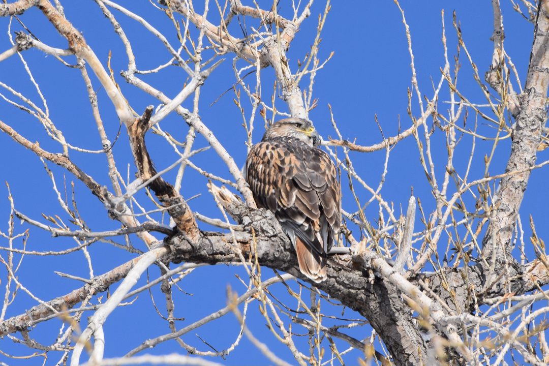 Smug hawk