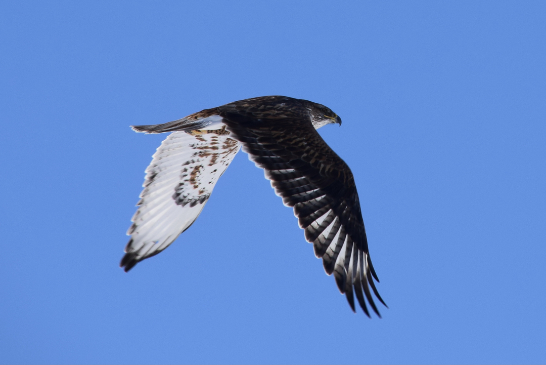 In flight