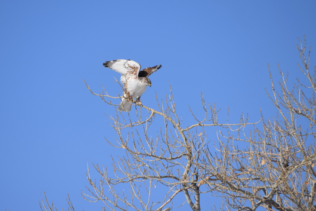 Settling in a new tree