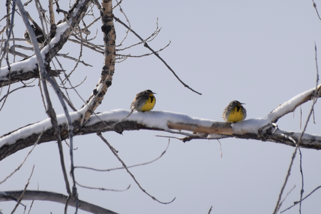 Western meadowlarks puffed against the cold