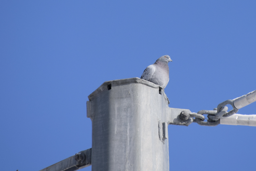 Rock pigeon