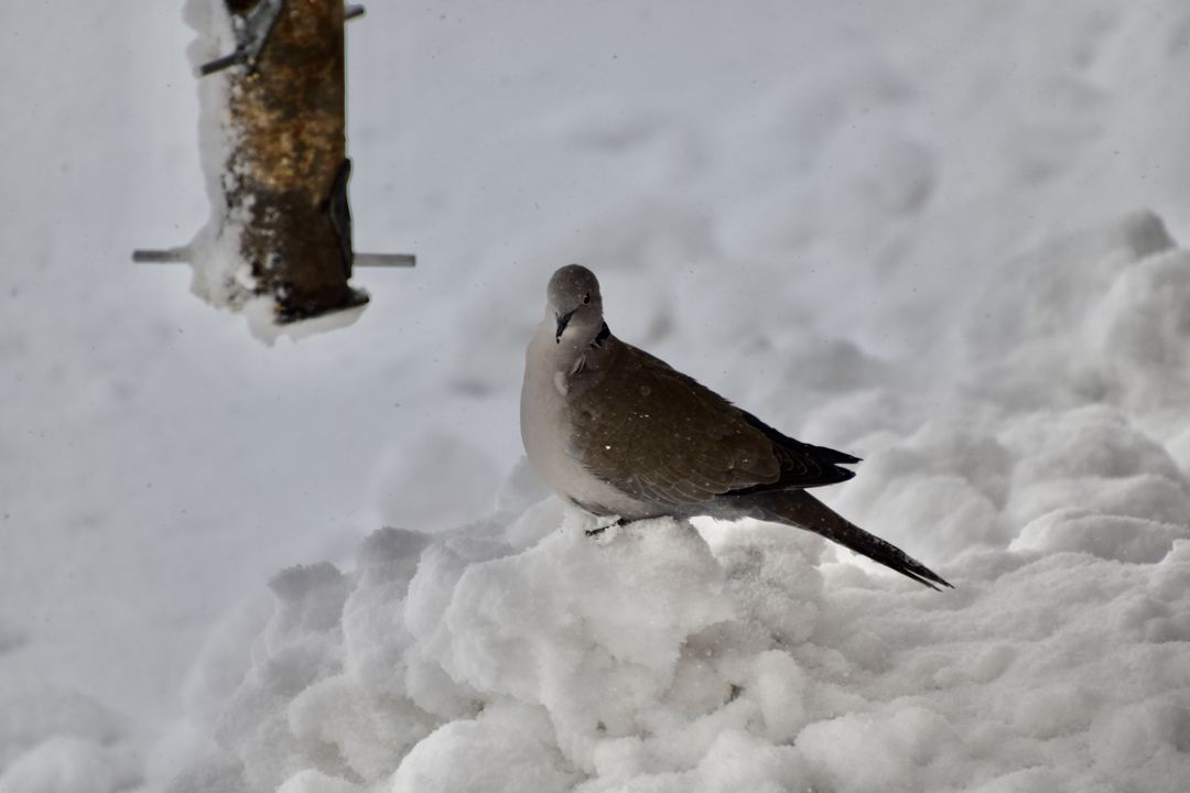 Pigeon on a snow bank