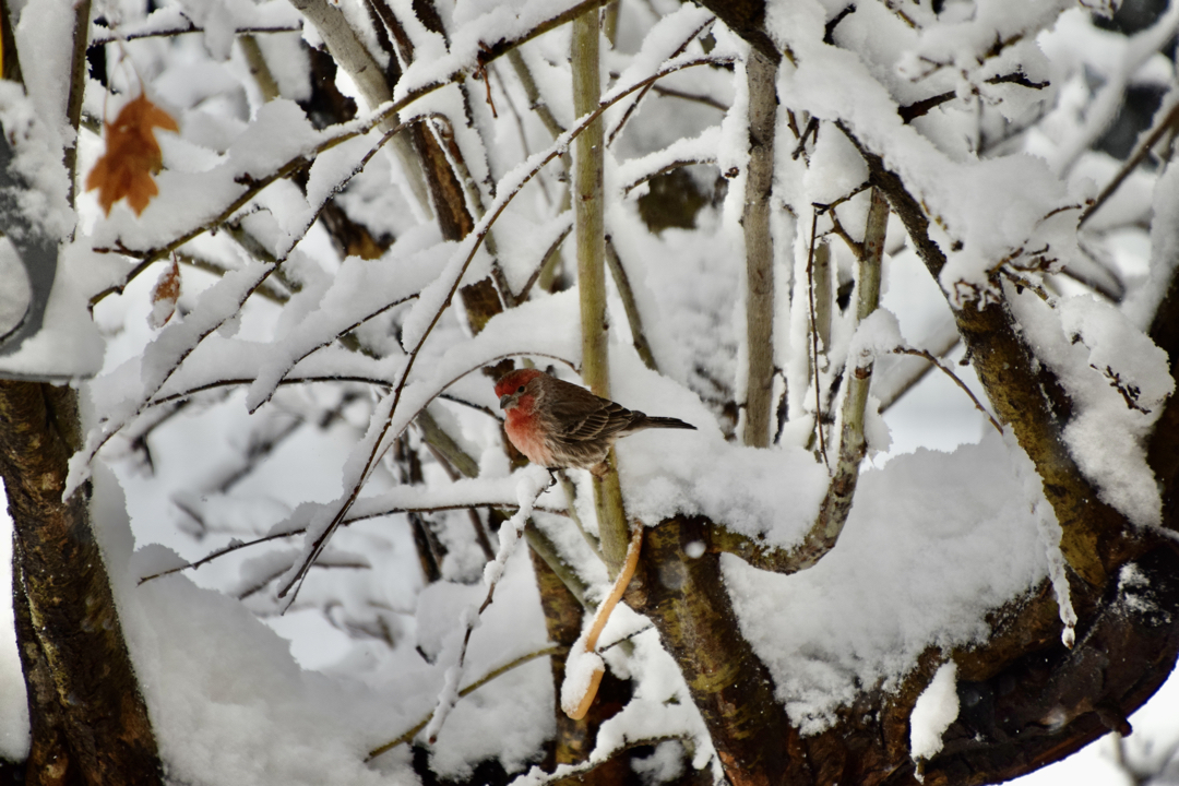 House finch in the snow