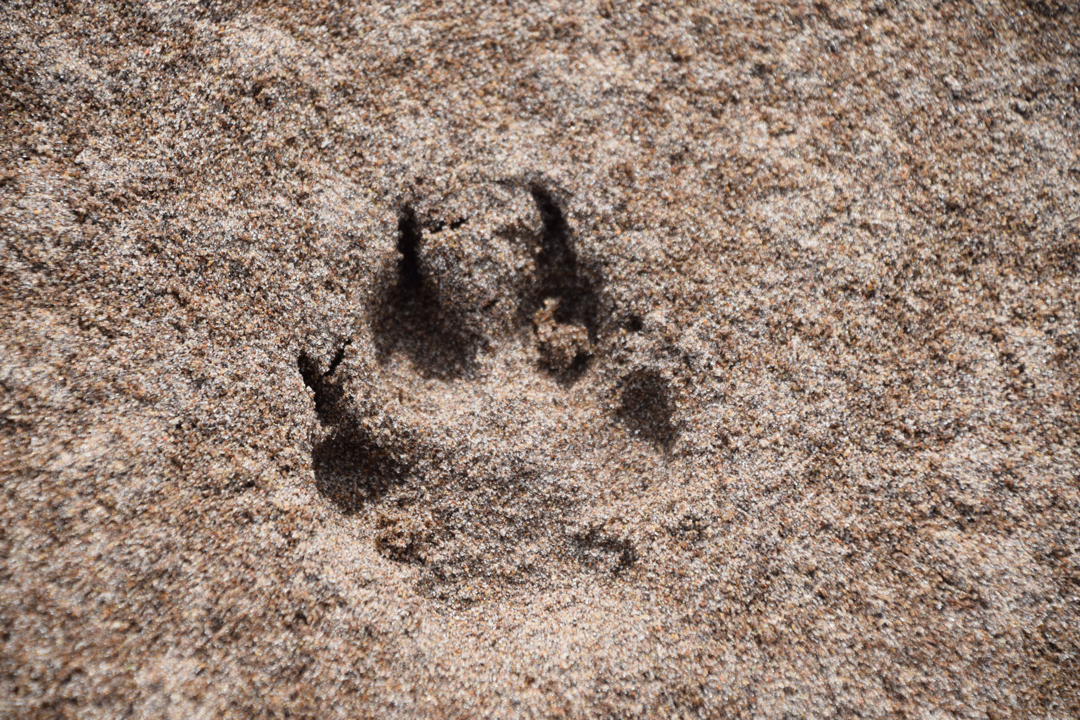 Coyote print in the sand