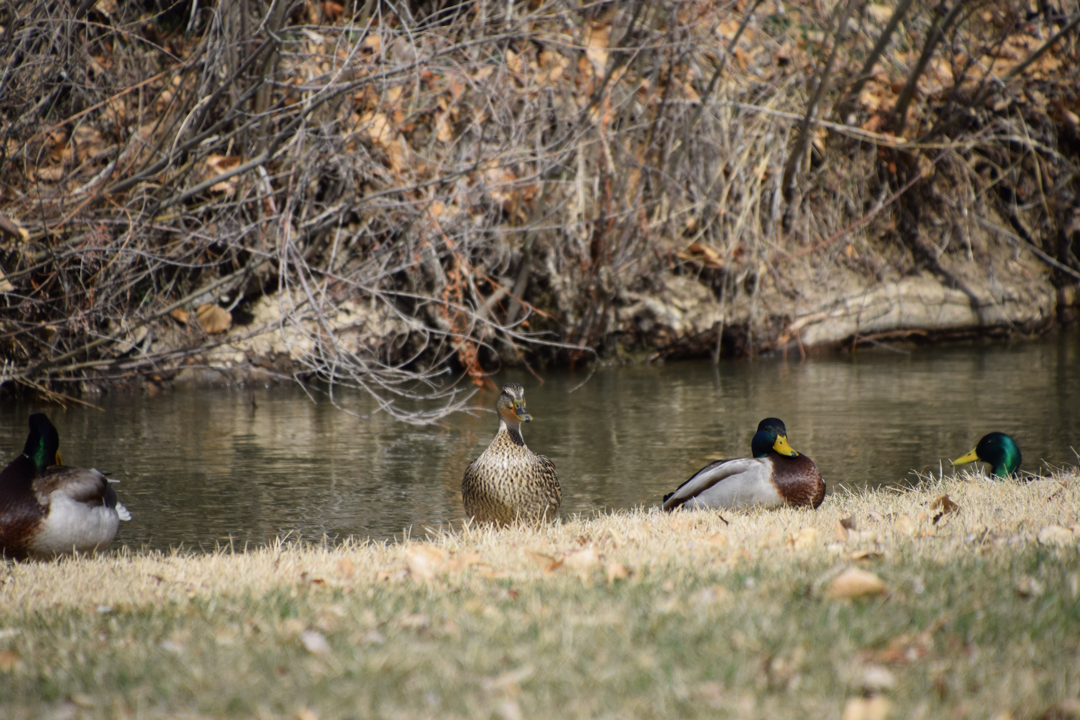 Ducks in the Oligarchy Ditch