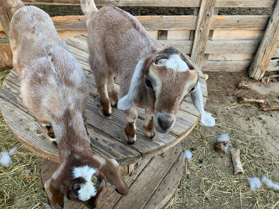 Baby goats