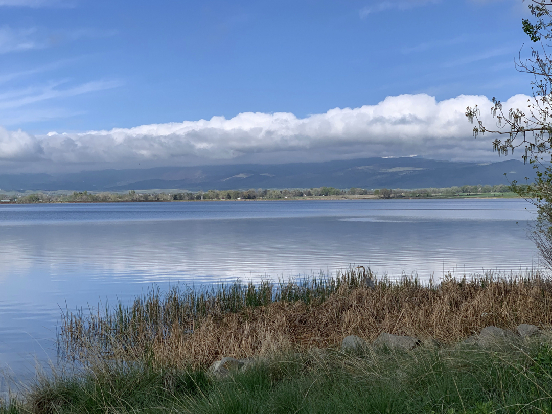 McIntosh Lake heron