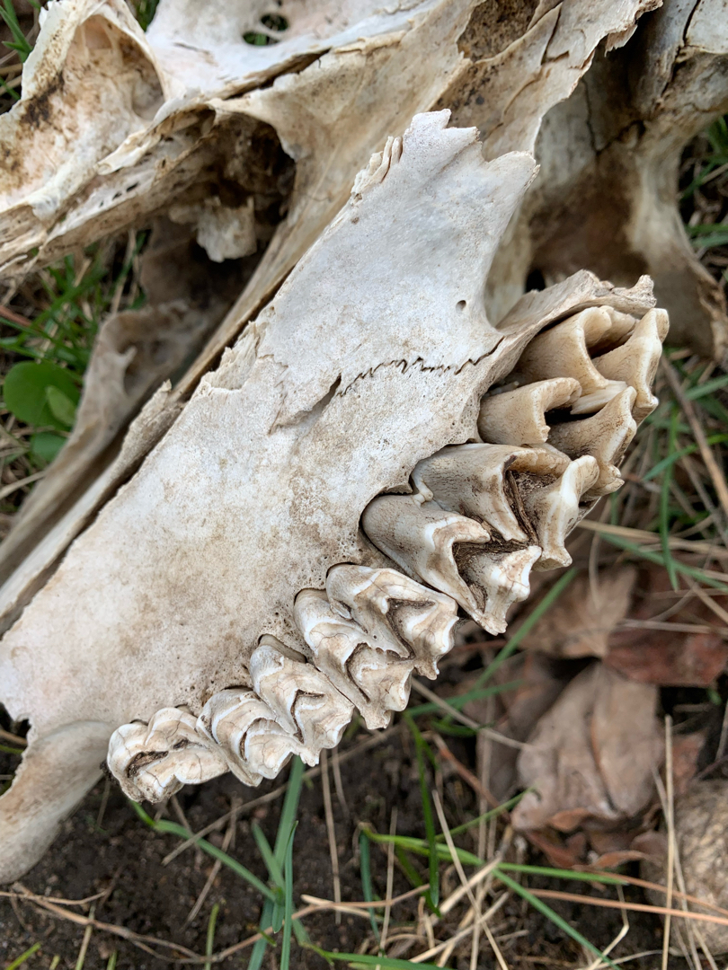 Elk skull, RMNP