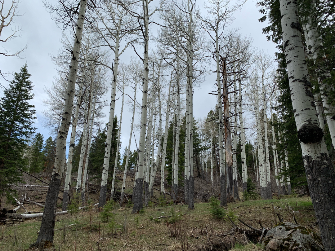 Aspen grove, RMNP