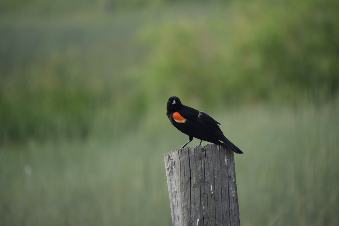 Redwing glance