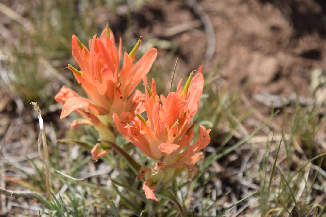 Indian Paintbrush