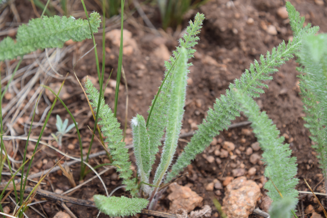 Yarrow