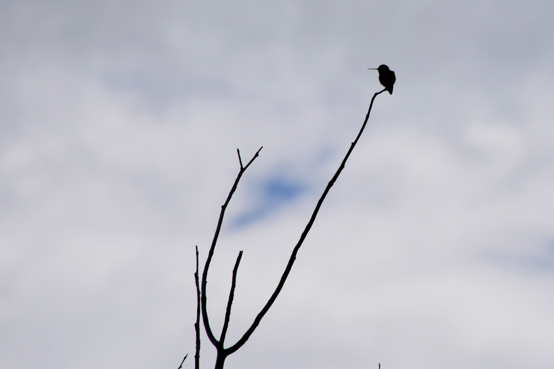 Silhouette of a hummingbird