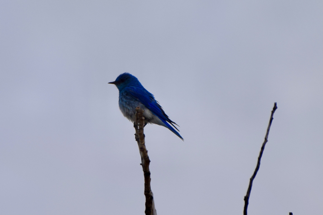 Mountain Bluebird