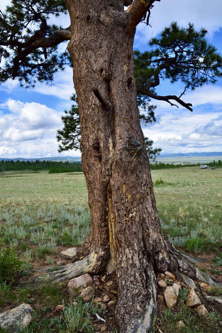 Pitted pine tree