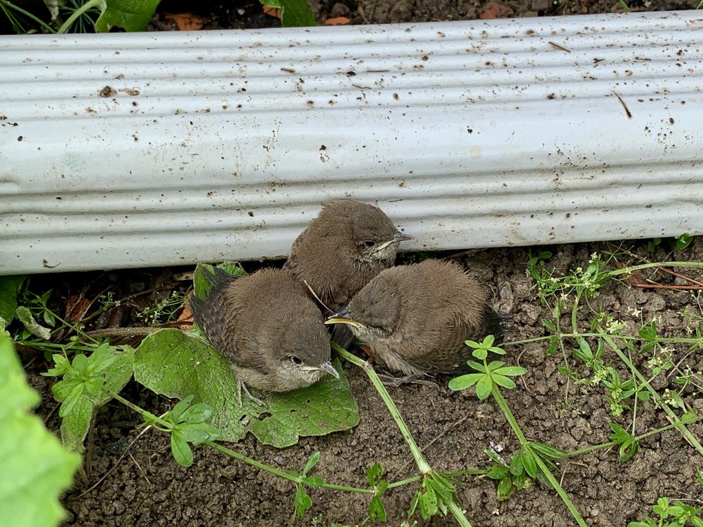 Baby wrens