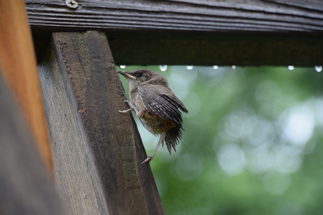 One baby wren is more adventurous