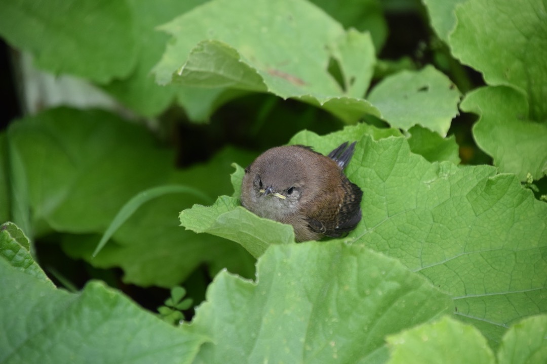 Another wren explores the squash