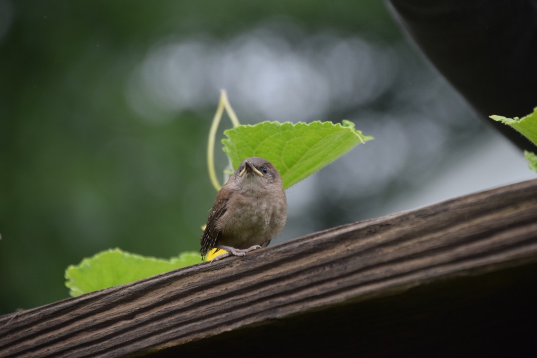 The wren just before he proved he could fly