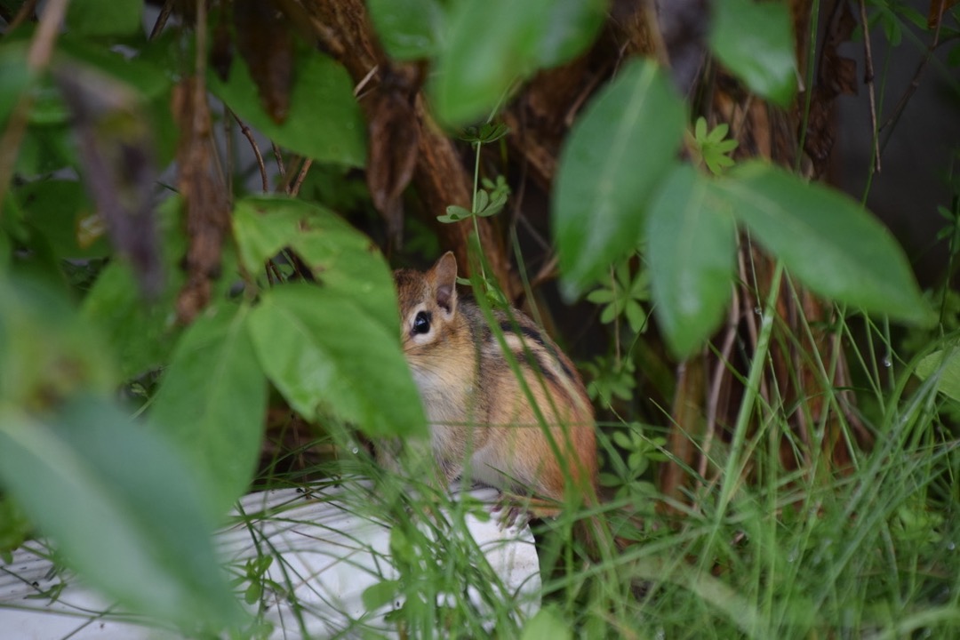 Peeking chipmunk