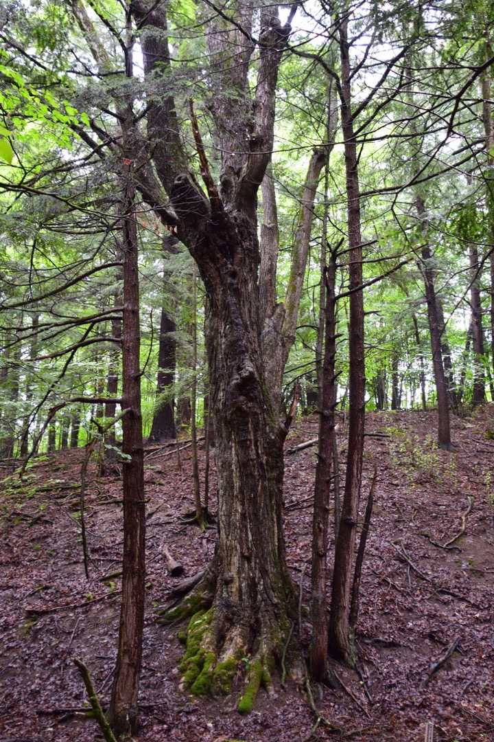 Mossy upstate New York tree
