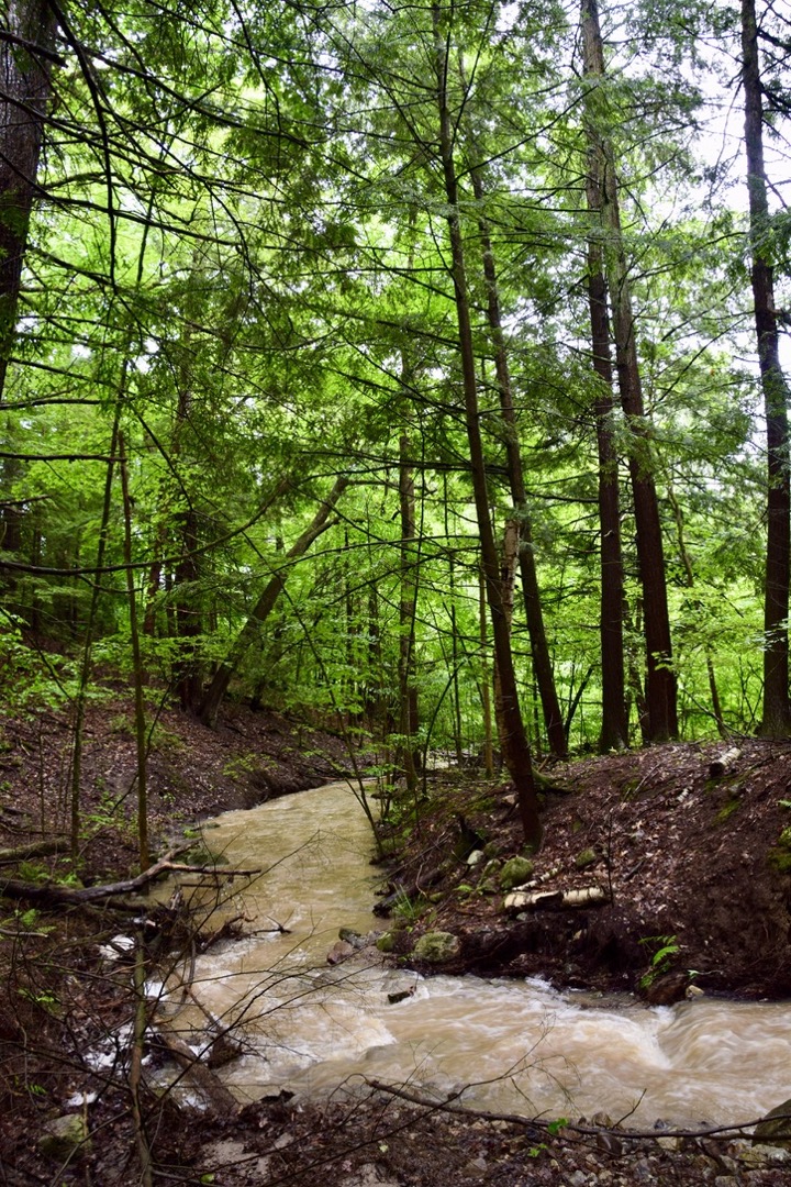 Green and damp Upstate New York