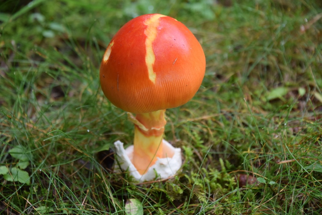 Colorful fly agaric mushroom