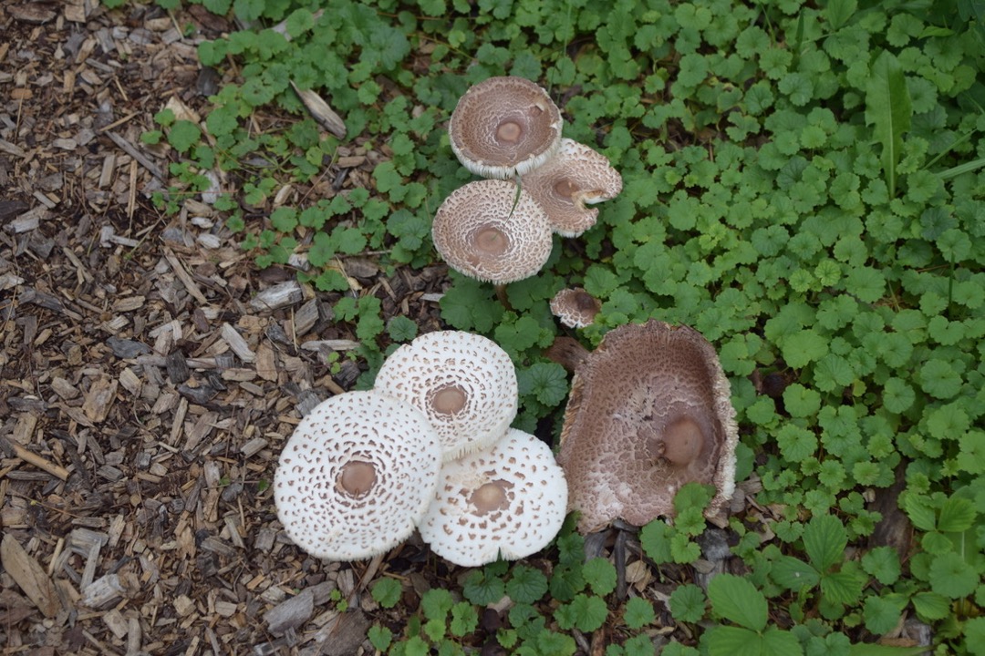 Shaggy parasol mushroom in Ithaca, NY
