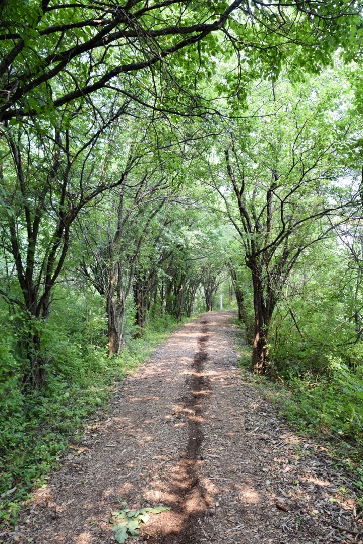 Tree tunnel at Sapsucker Woods Sanctuary, Ithaca