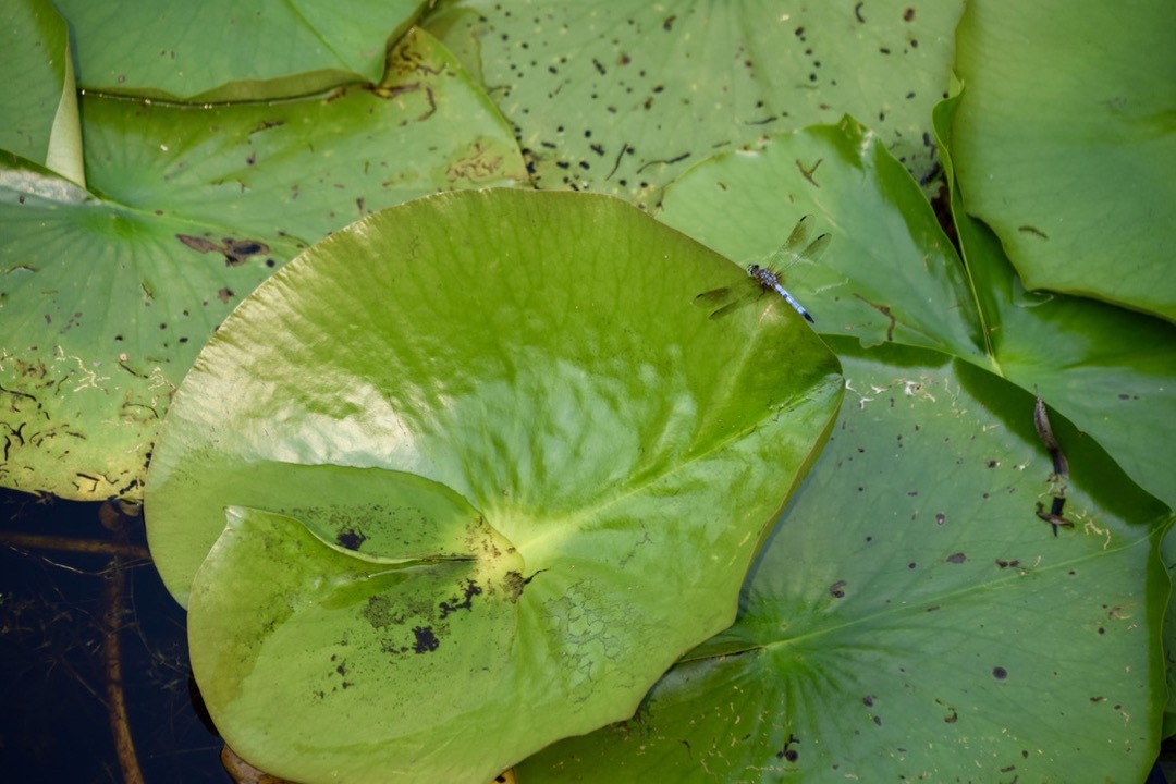 Lily pads in the sanctuary