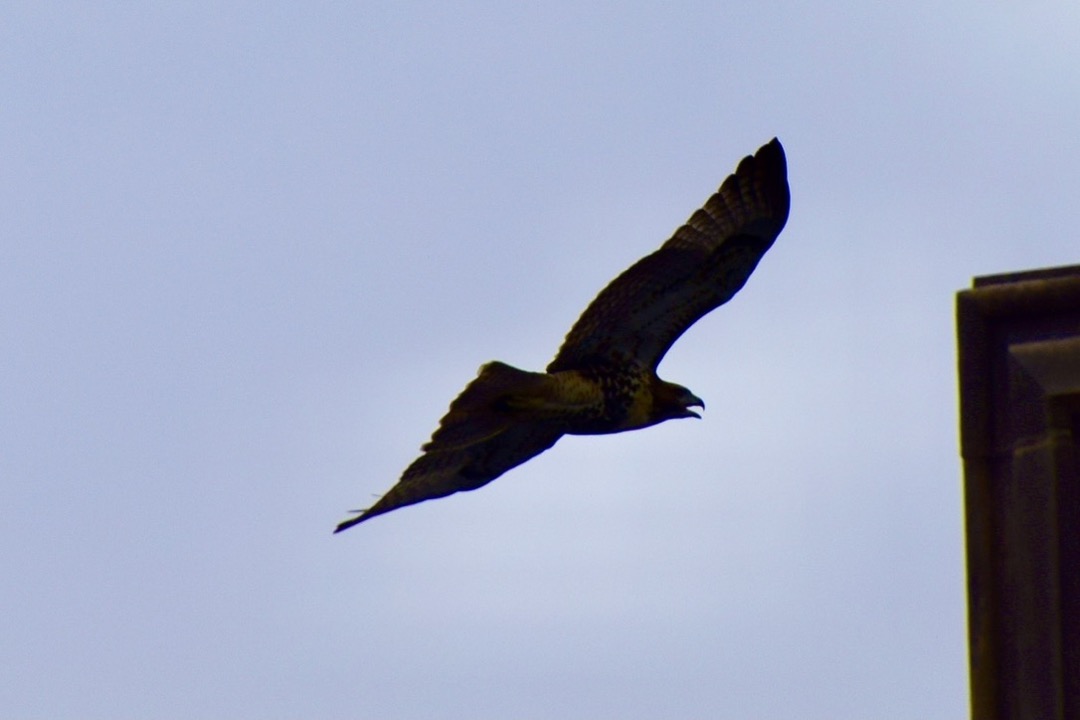 Hawk at Cornell University