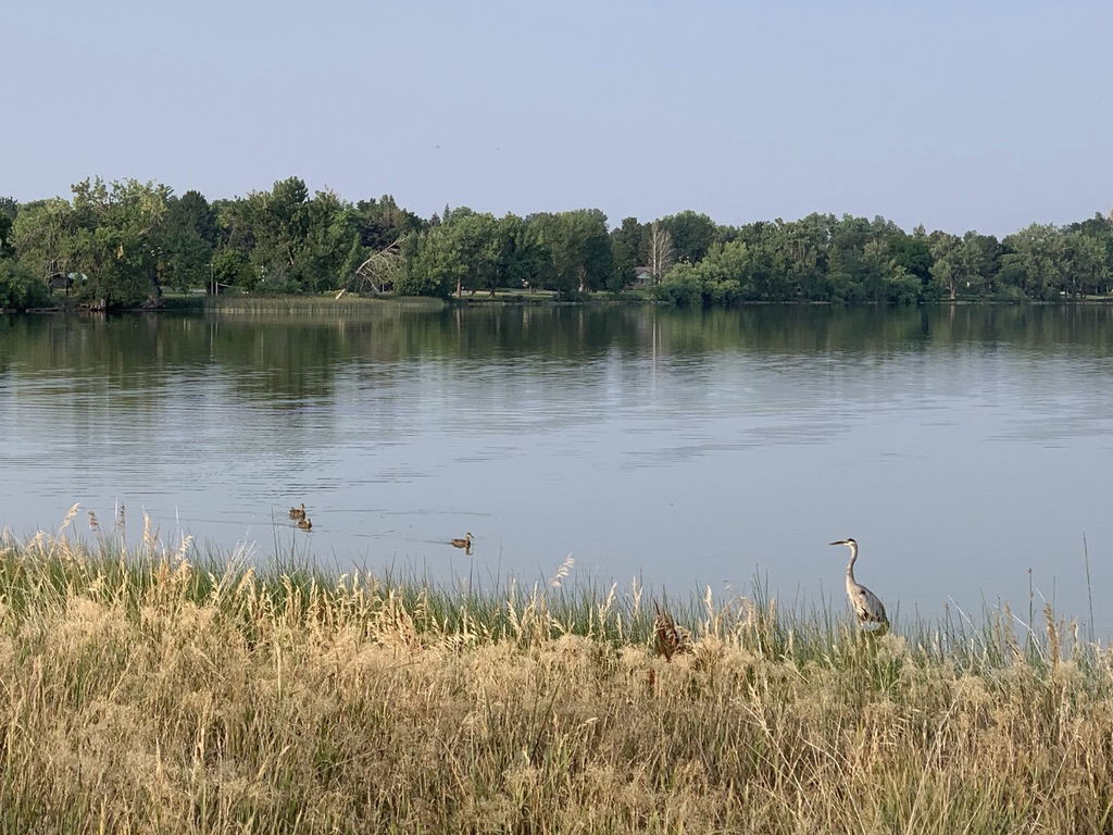 Lake birds